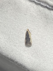 Dichomeris inserrata