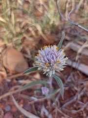 Gomphrena canescens