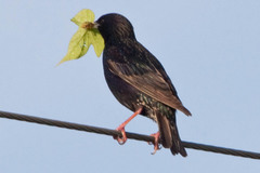 Sturnus vulgaris