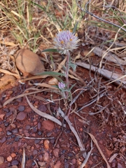 Gomphrena canescens