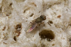 Tethininae