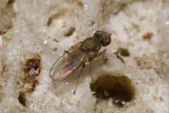 Tethininae