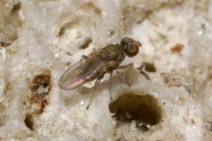 Tethininae