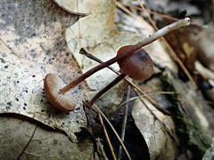 Sagaranella tylicolor