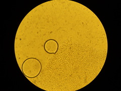 Sagaranella tylicolor