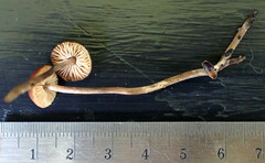 Sagaranella tylicolor