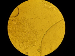 Sagaranella tylicolor