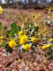 Acacia pyrifolia