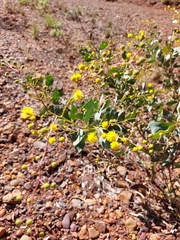 Acacia pyrifolia