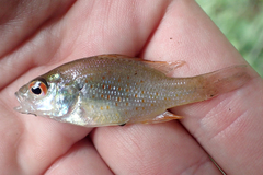 Lepomis humilis