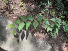 Celtis bungeana