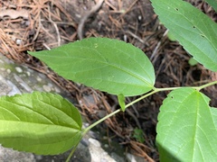 Celtis bungeana