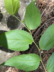 Celtis bungeana