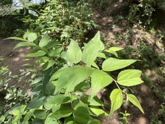 Celtis bungeana