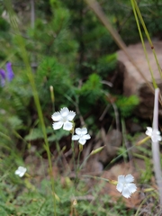 Dianthus borbasii