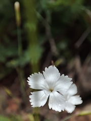 Dianthus borbasii