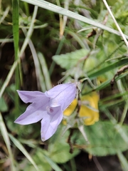 Campanula bononiensis
