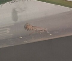 Phyllonorycter clemensella