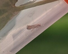 Phyllonorycter clemensella