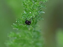 Opomyza petrei