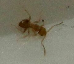 Brachymyrmex minutus
