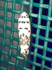 Ethmia abraxasella