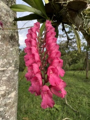 Comparettia