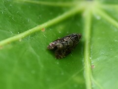 Endothenia ustulana