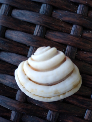 Clench's Chione