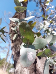 Eucalyptus melanophloia