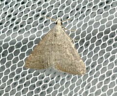 Dichromodes indicataria