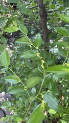 Ziziphus jujuba