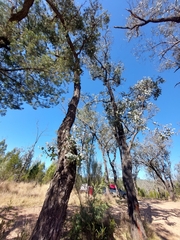 Eucalyptus melanophloia