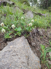 Trifolium ambiguum