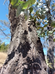 Eucalyptus melanophloia