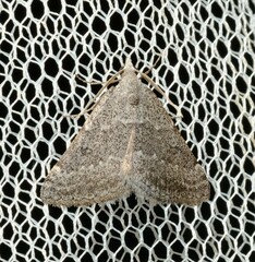 Dichromodes indicataria