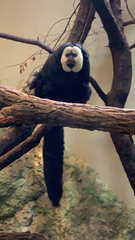Colobus