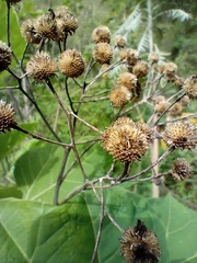 Podachaenium eminens