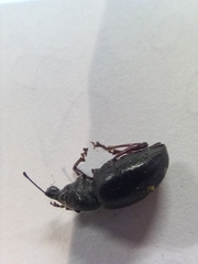 Otiorhynchus cribricollis