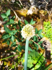 Allium altaicum