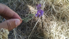 Vicia villosa