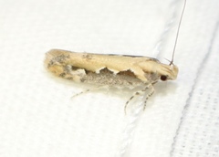 Ornativalva erubescens