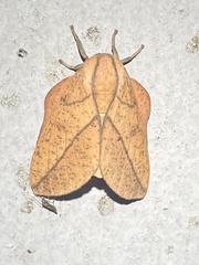 Syssphinx bisecta