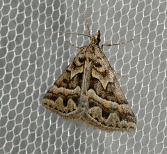 Dichromodes poecilotis