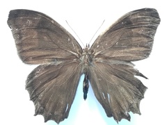 Taygetis uncinata