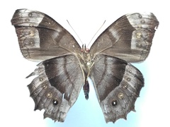 Taygetis uncinata