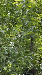 Ziziphus jujuba