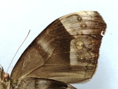 Taygetis uncinata