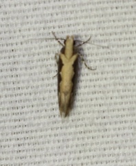 Ornativalva erubescens