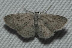 Idaea violacearia